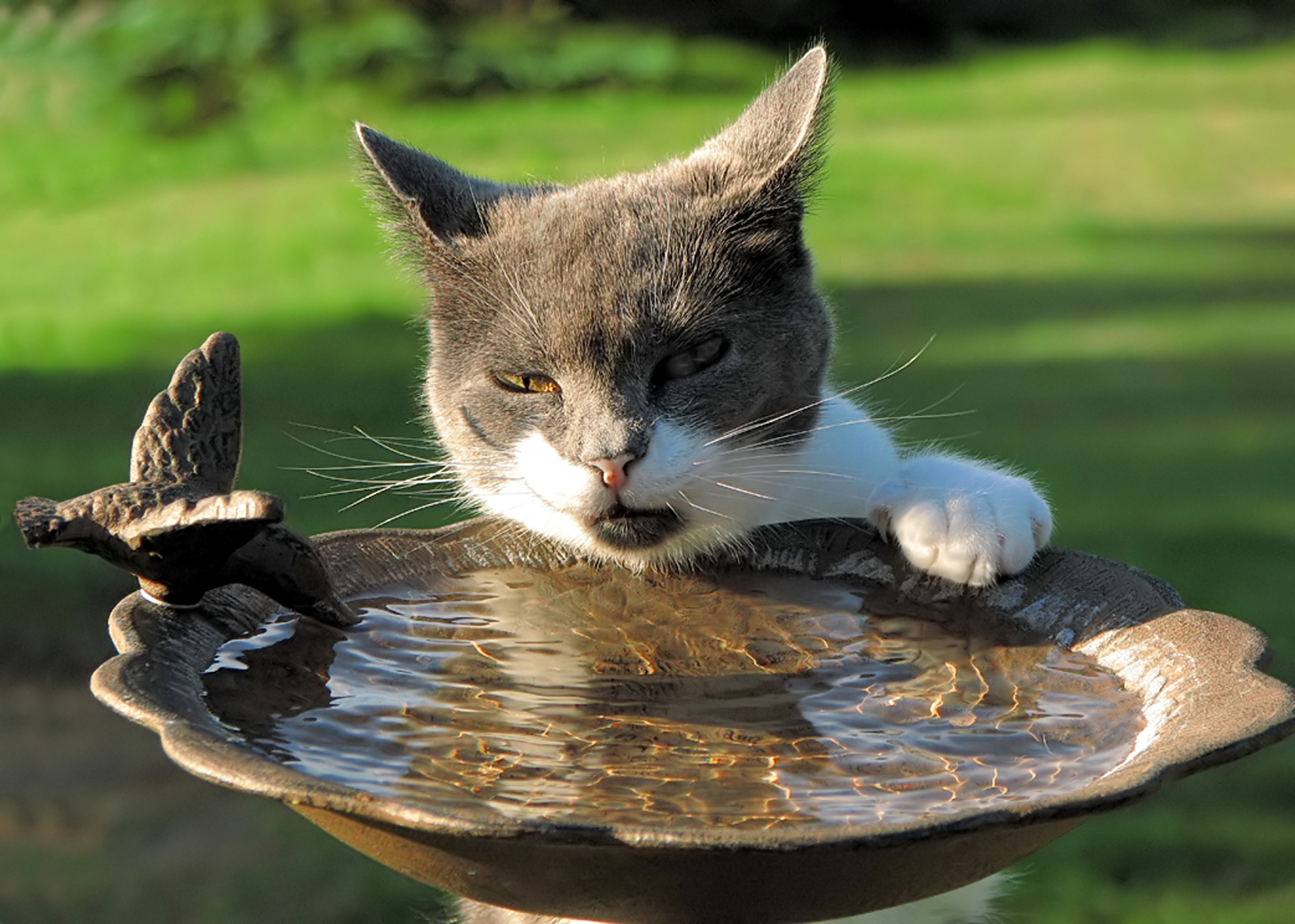 Kočka u prázdné ptačí lázně.