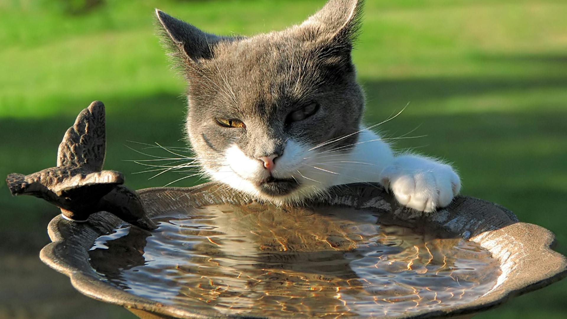 Eine Katze an einer leeren Vogeltränke.