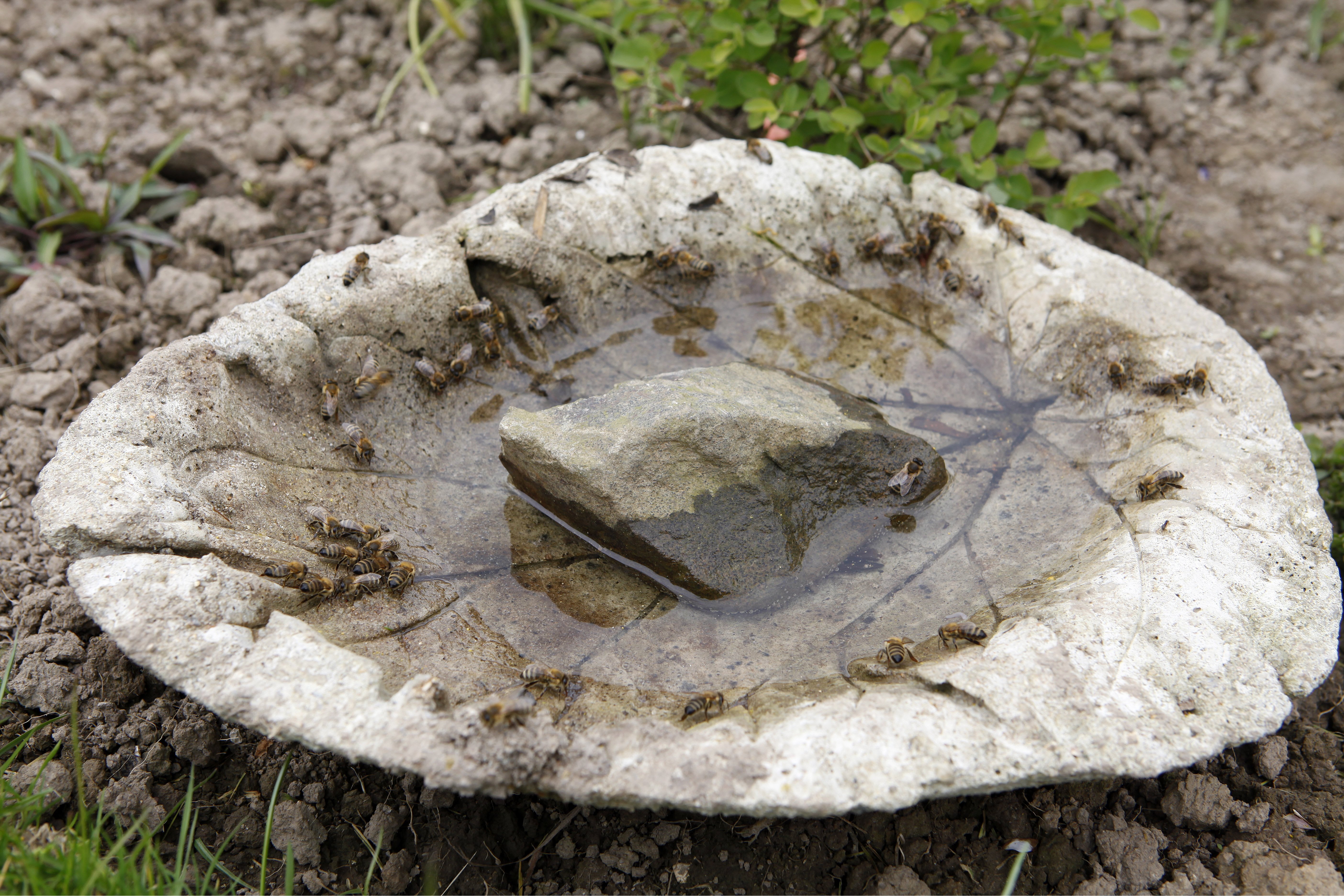 Včely u pítka pro ptáky naplněného vodou