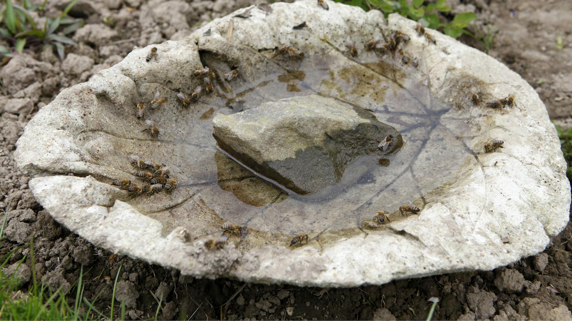 Bienen an einer mit Wasser gefüllten Vogeltränke