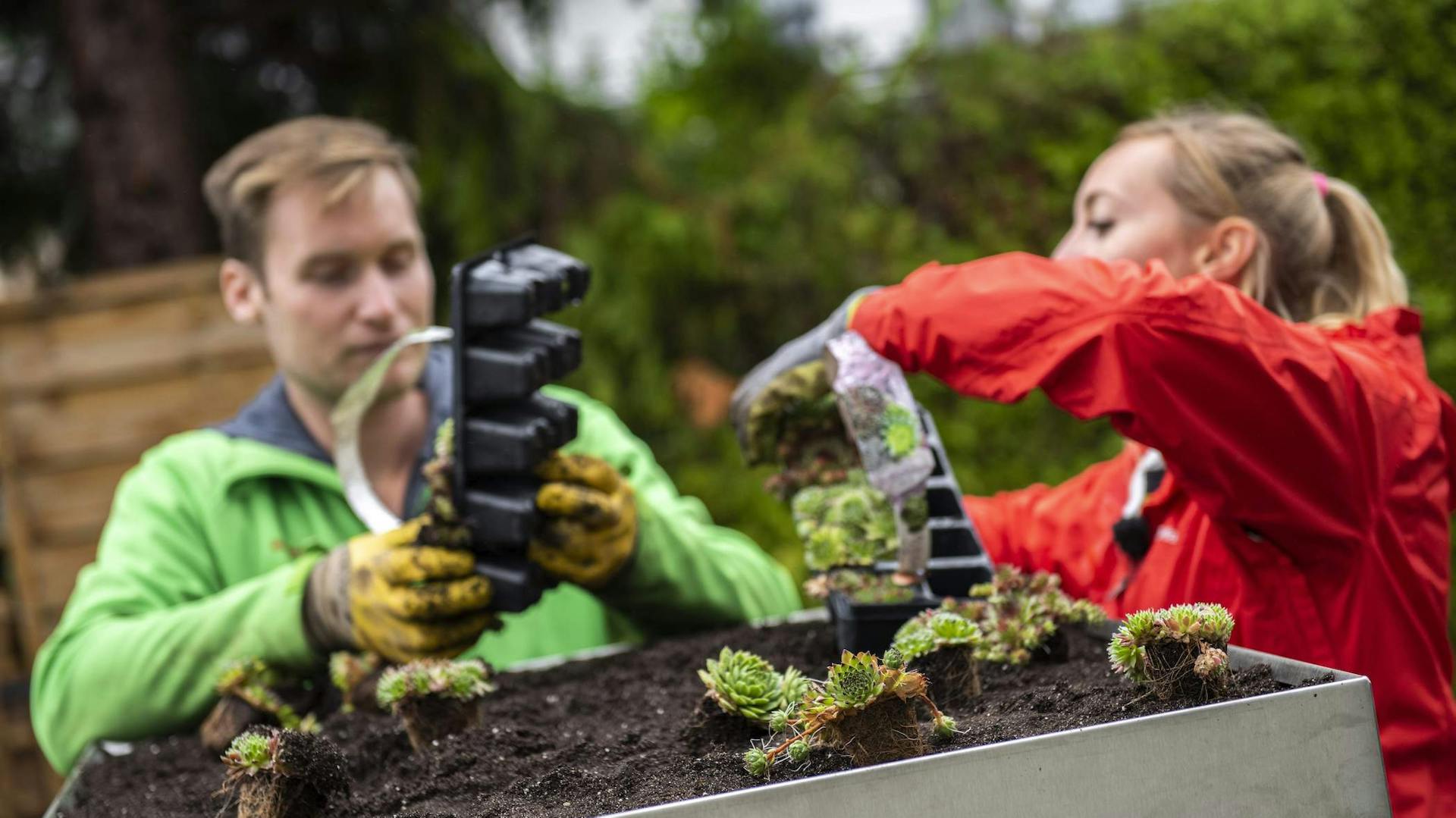 Mann und Frau bepflanzen ein Beet