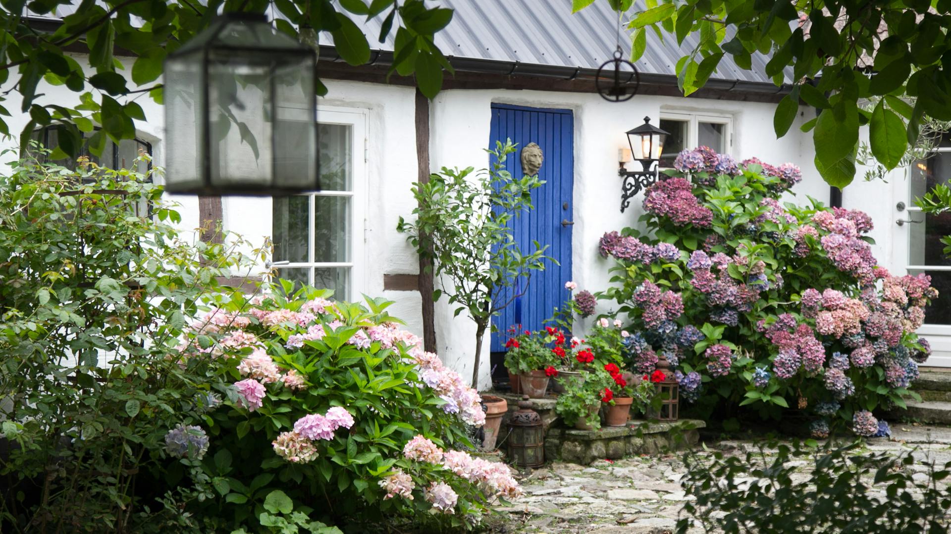 Vorgarten mit Hortensien