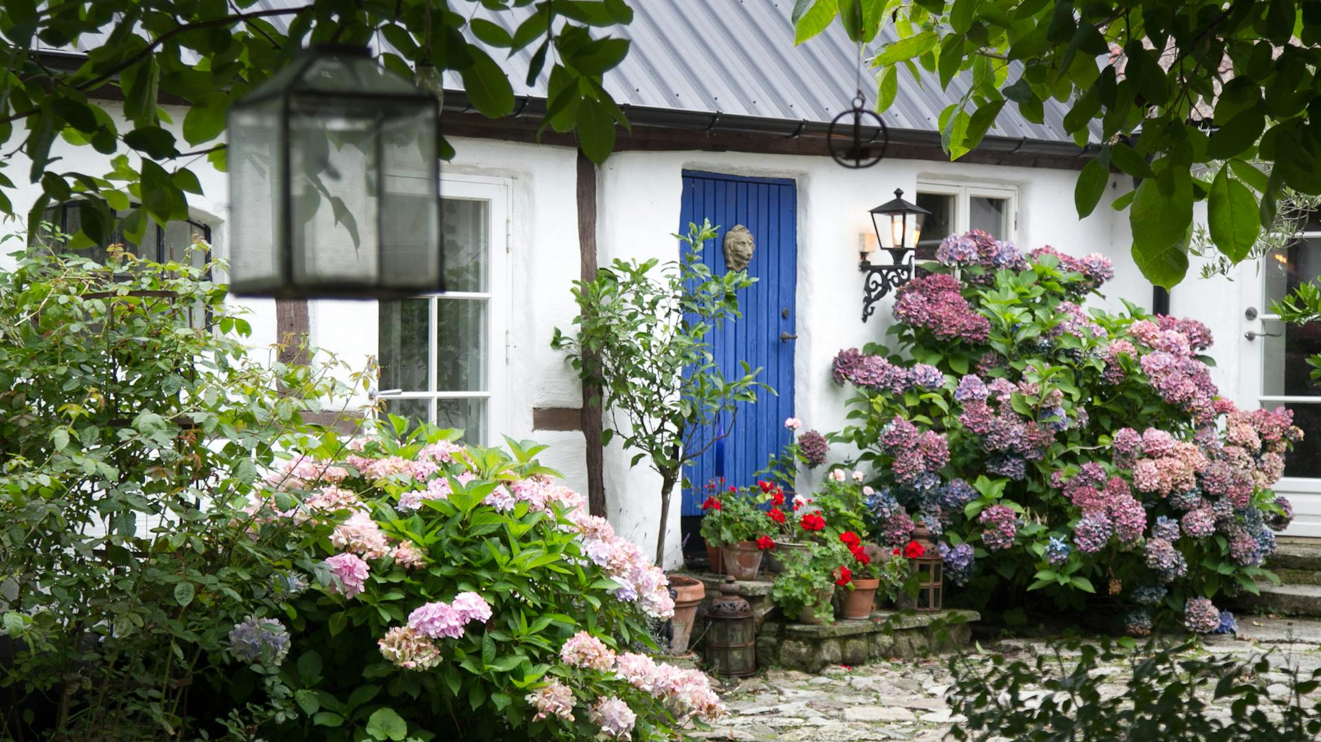 Előkert kialakítása hortenziákkal