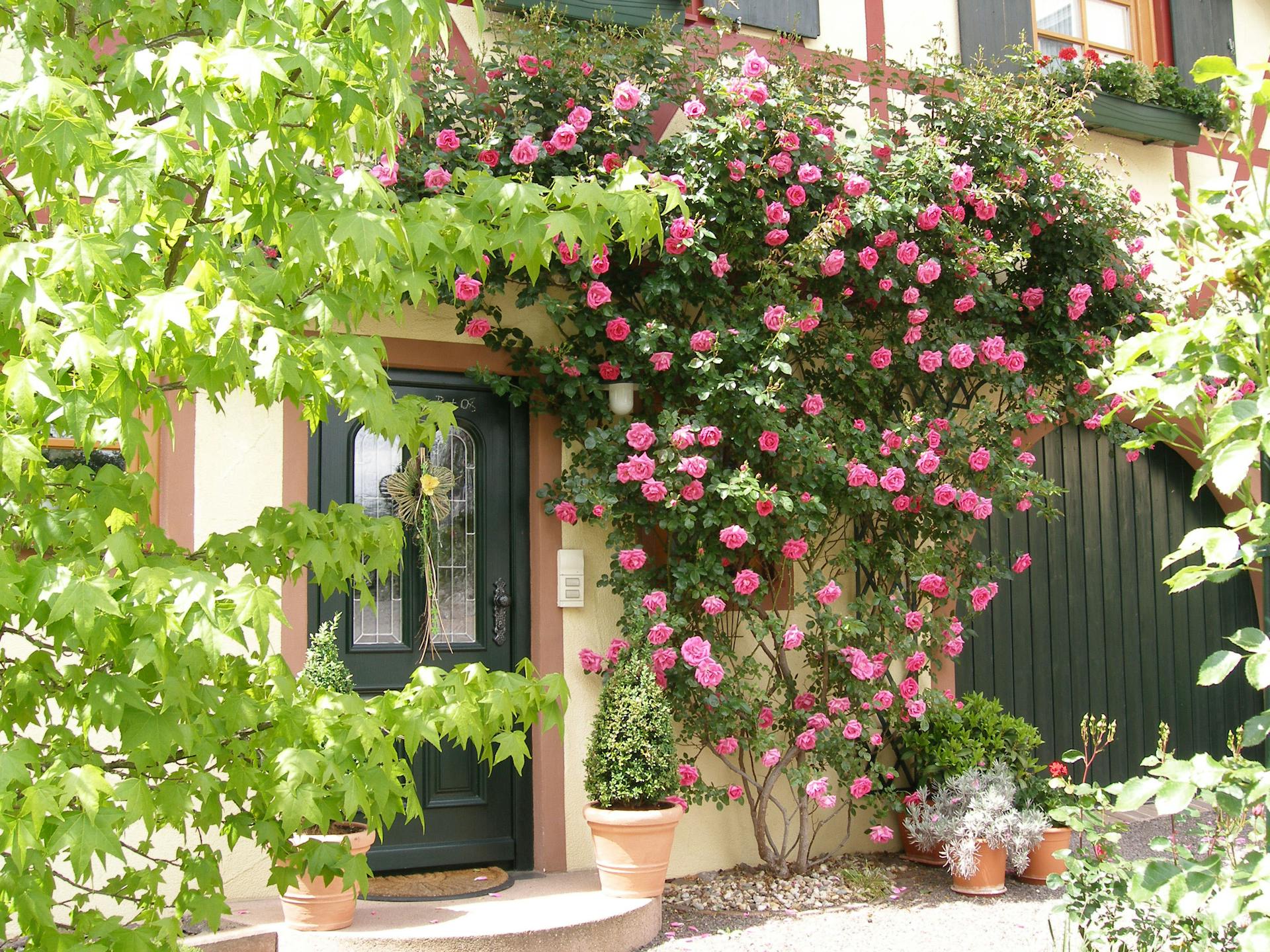 Vorgartengestaltung mit Rosen