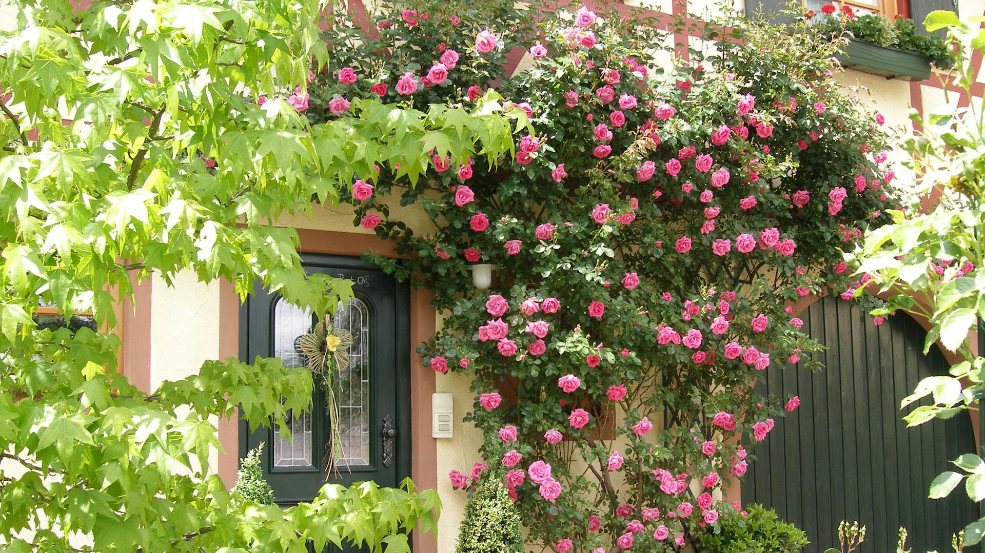 Előkert tervezése rózsákkal