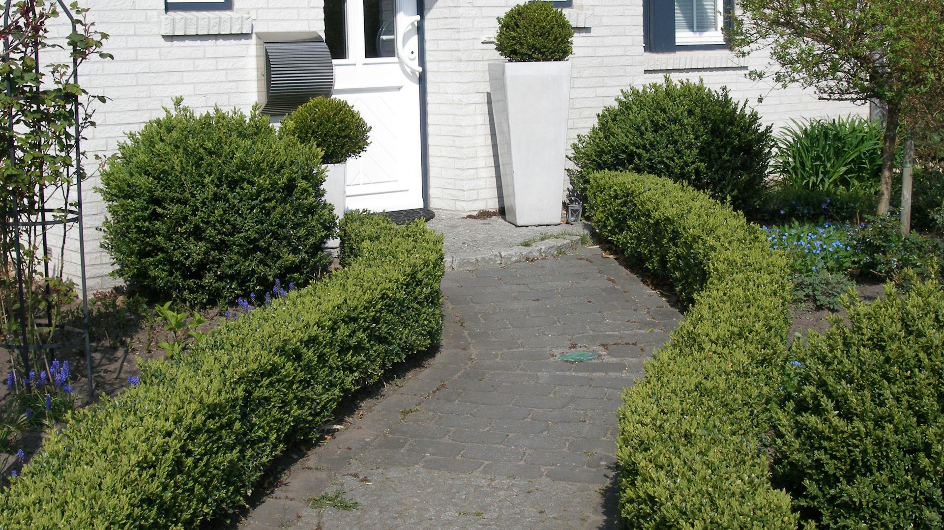 Vorgartengestaltung mit grüner Hecke