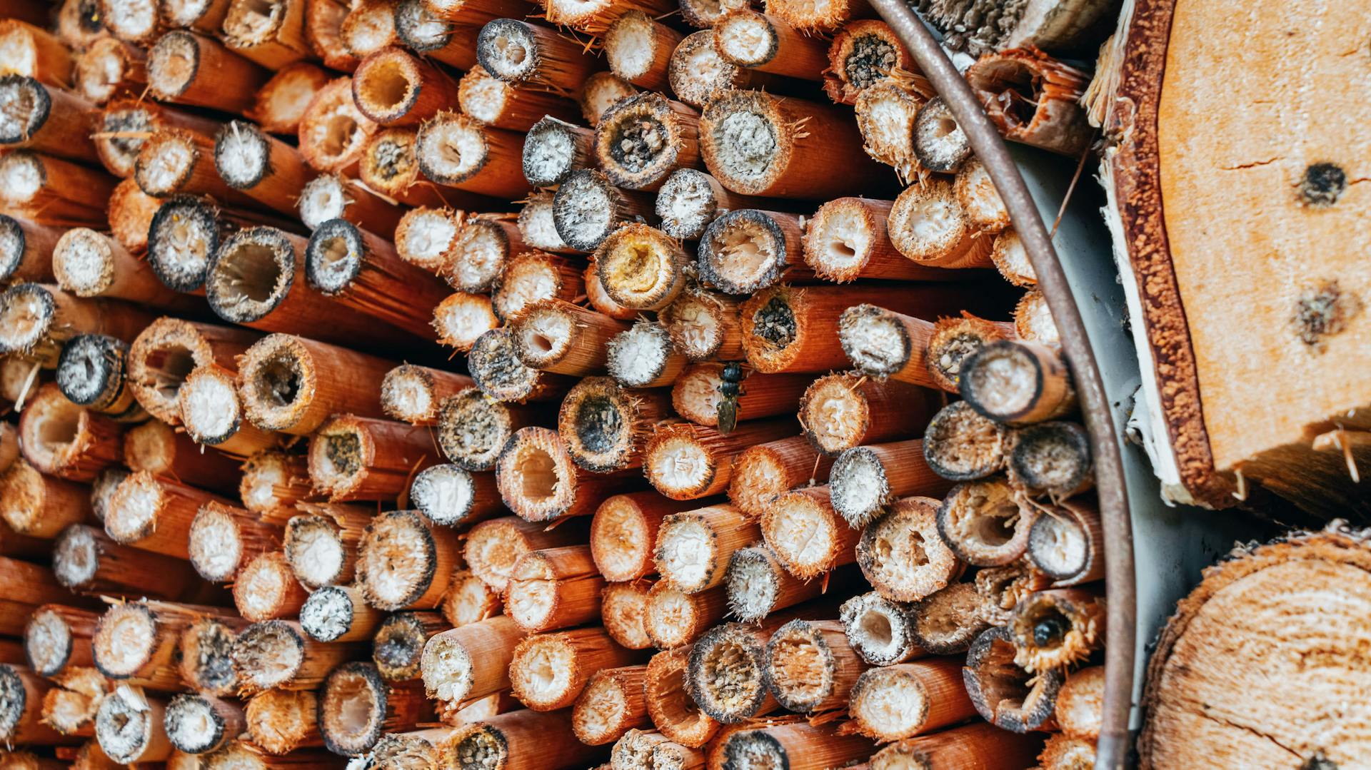 Dose mit Schilfhalmen