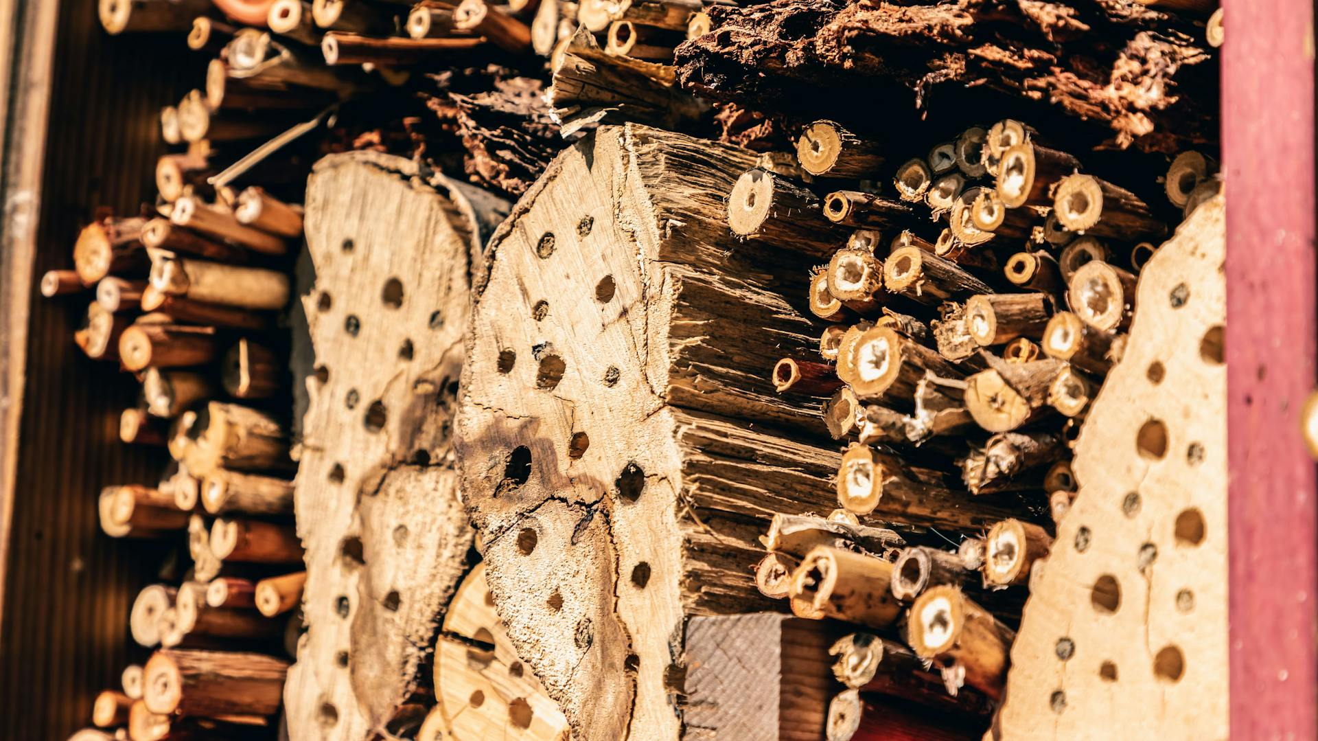 Gebohrtes Holz und Schilfhalme in einem Insektenhotel
