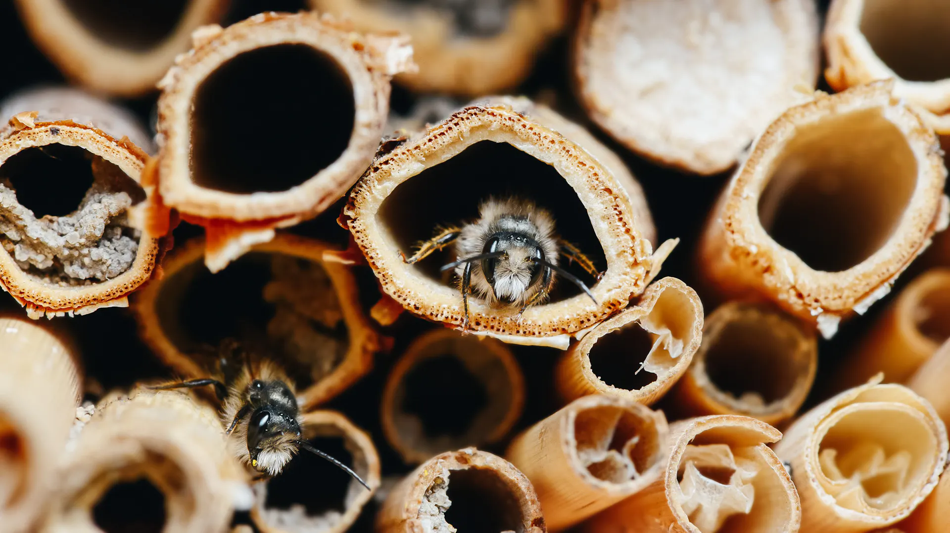 Wildbienen in Schilfhalmen als Nisthilfe