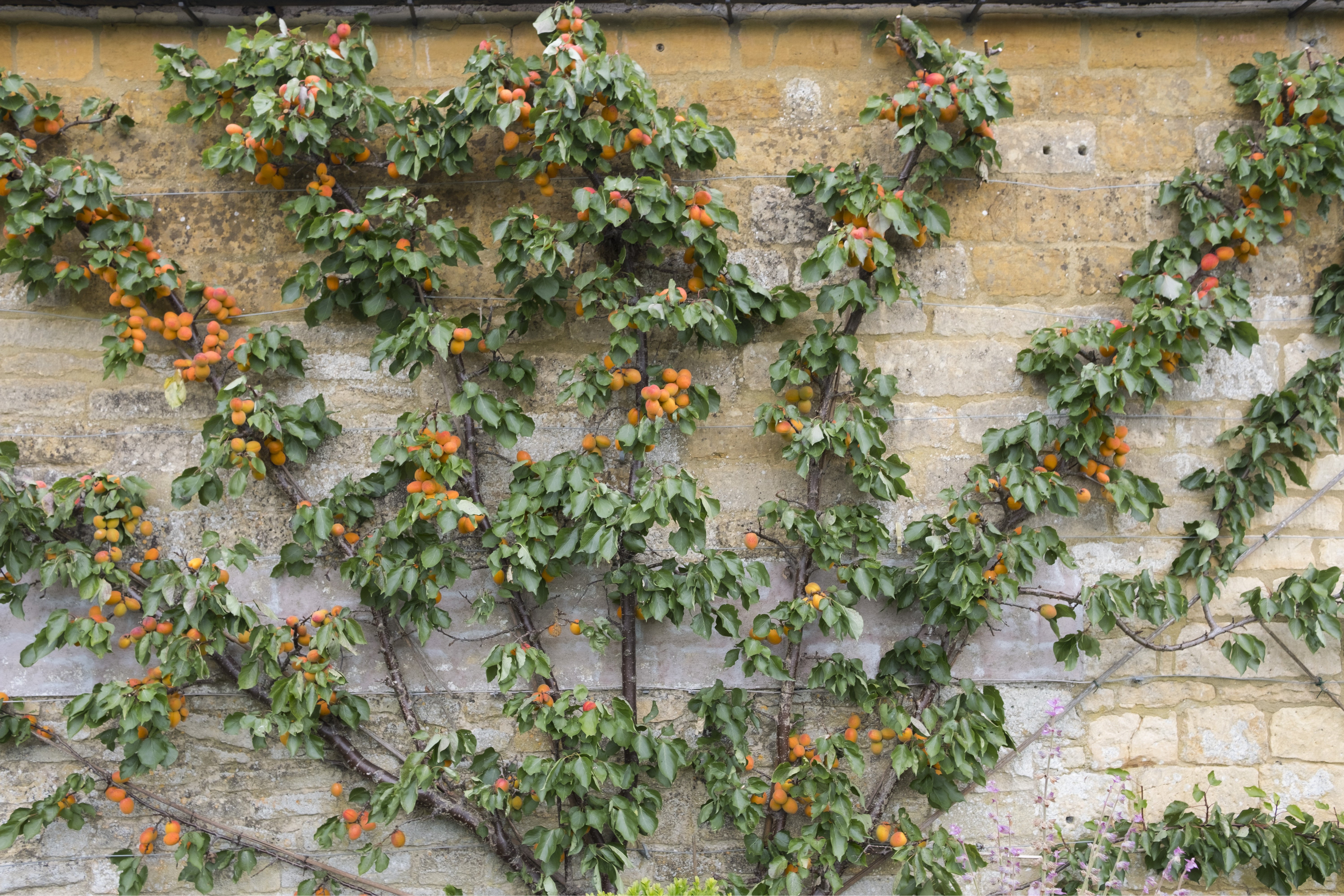 Winterharte Bäume für den Garten Arten & Tipps OBI