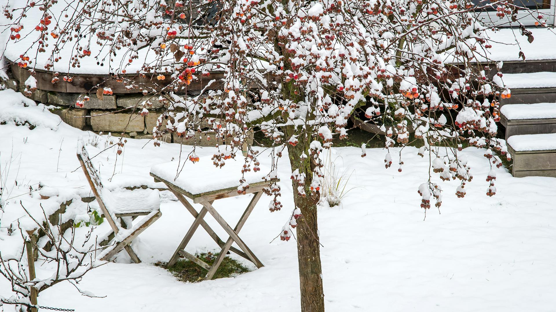 Schneebedeckter winterharter Baum im Garten