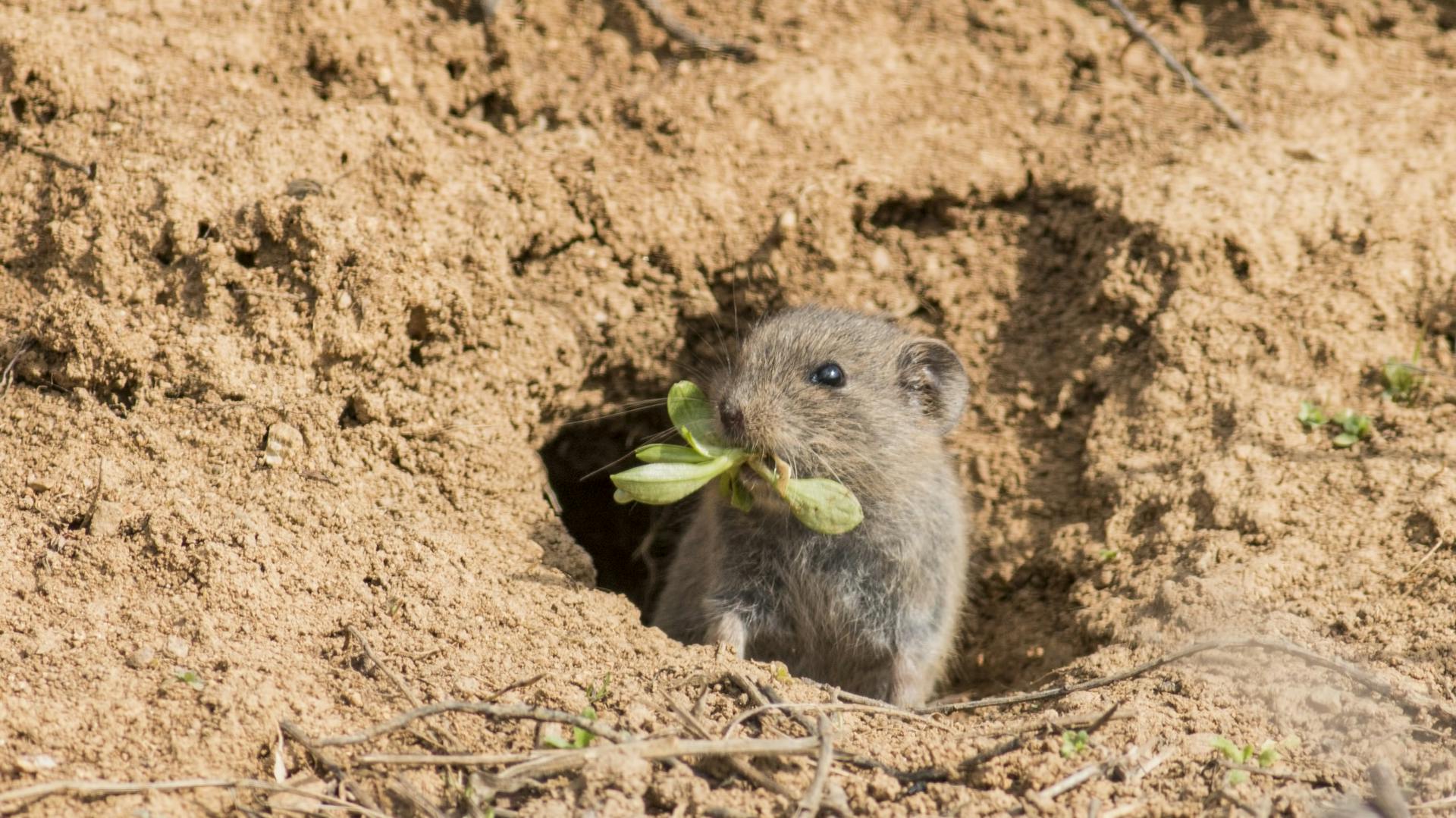 Eine Wühlmaus frisst Grünzeug und schaut aus einem Erdloch.