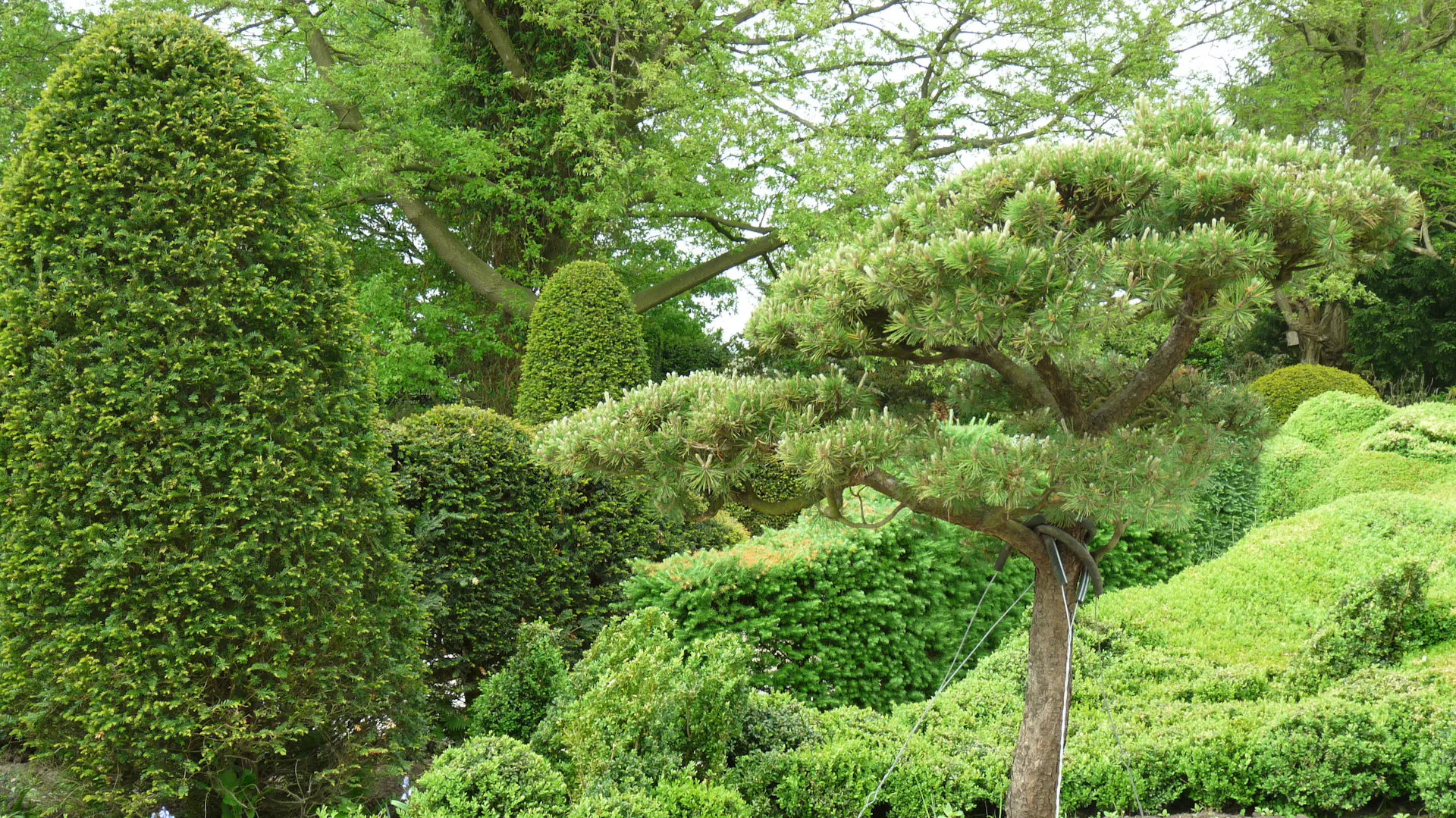 Ein einzelner Baum steht in einem Kiesbett im Zen-Garten.