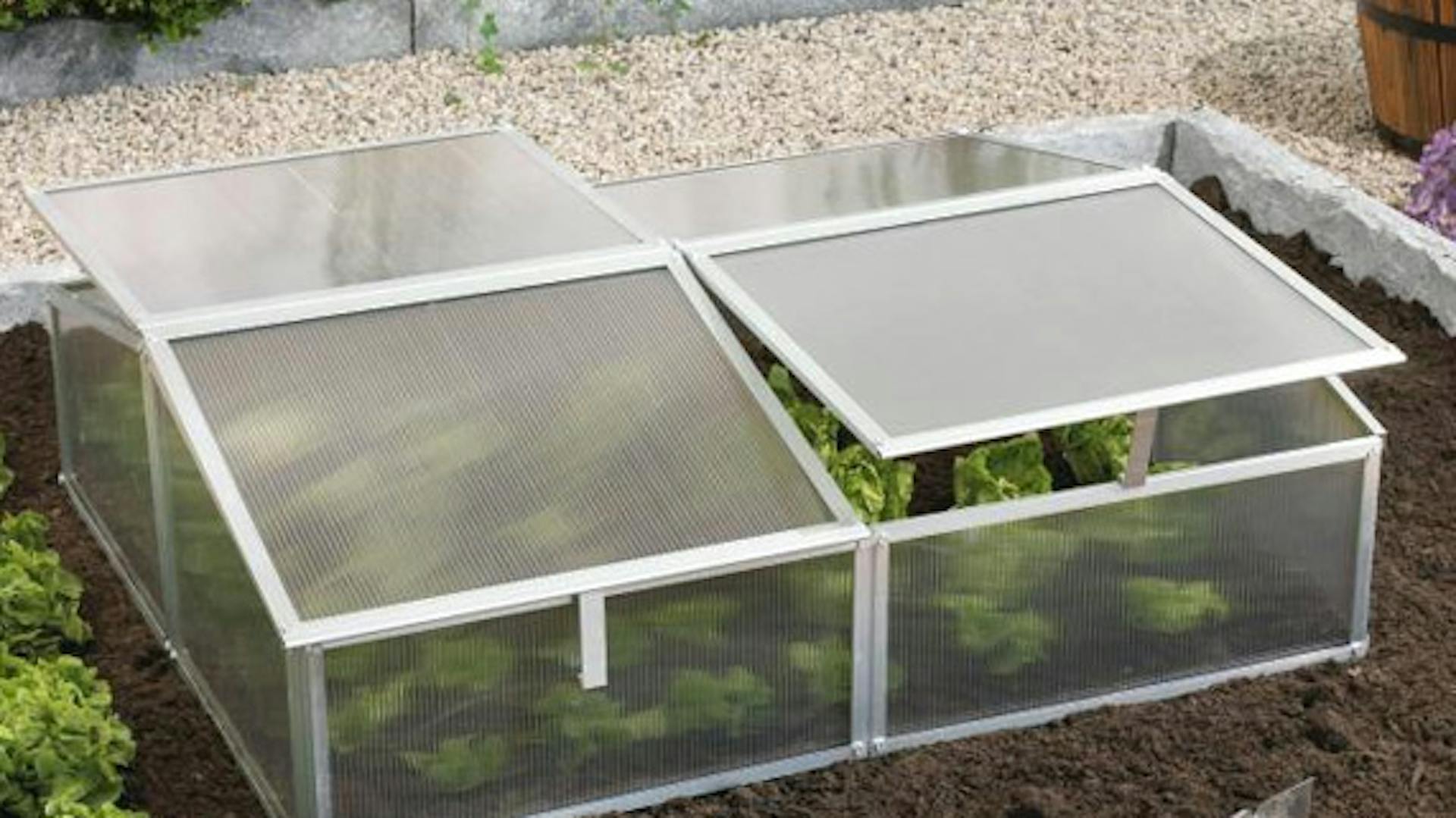 Frühbeet mit Pflanzen auf Erde