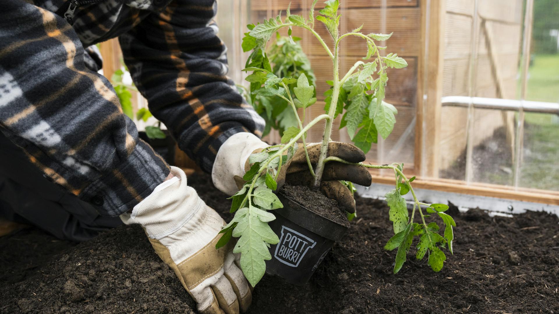Paradicsomot ültetnek kézzel a földbe.