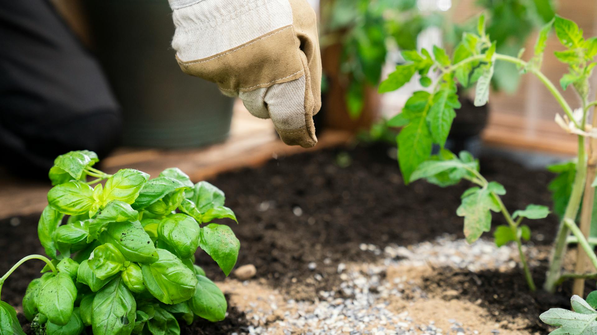 Szaruforgácsot szórnak egy növény köré