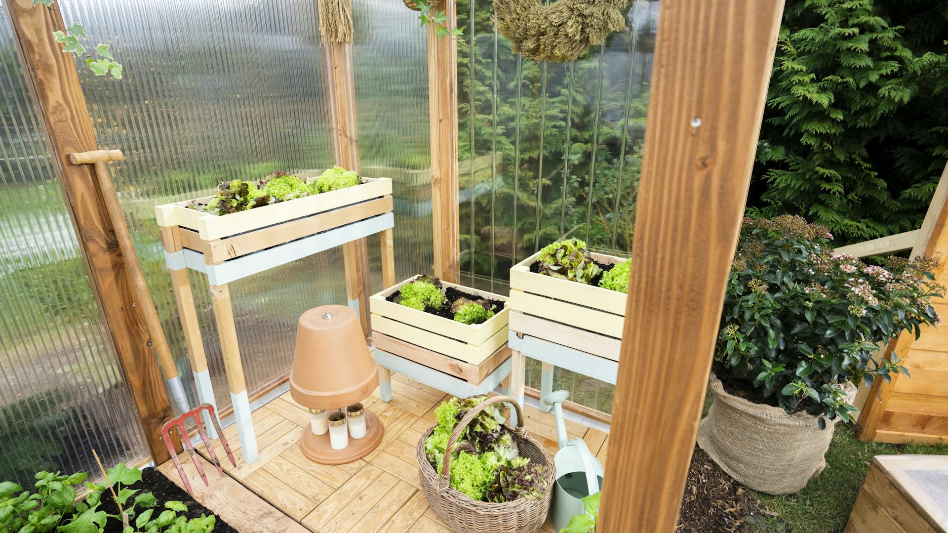 Aiuole rialzate con insalata in una serra