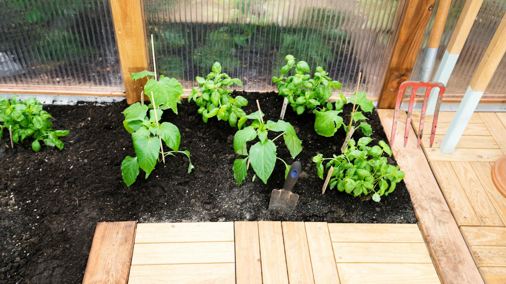 Erbe aromatiche in un’aiuola in una serra