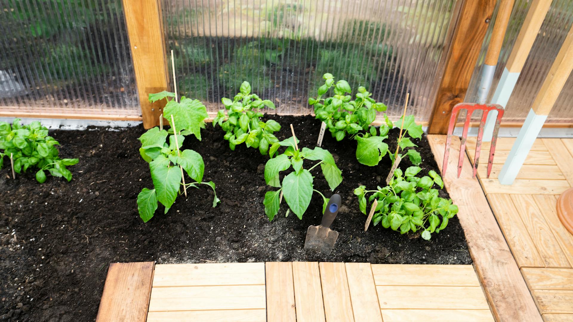 Gyógynövények egy ágyásban egy üvegházban.