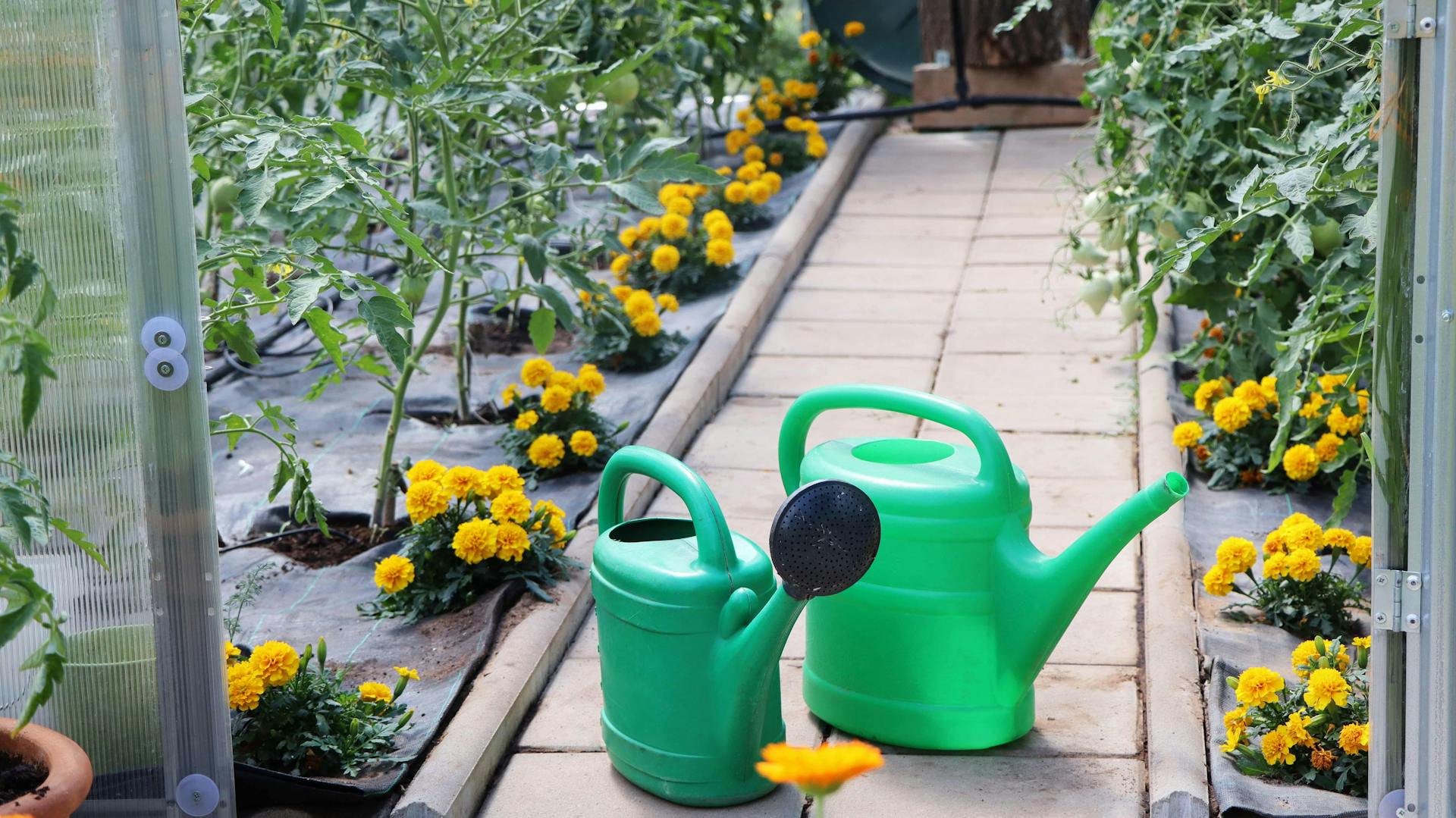 Zwei grüne Gießkannen stehen in einem offenen Gewächshaus.