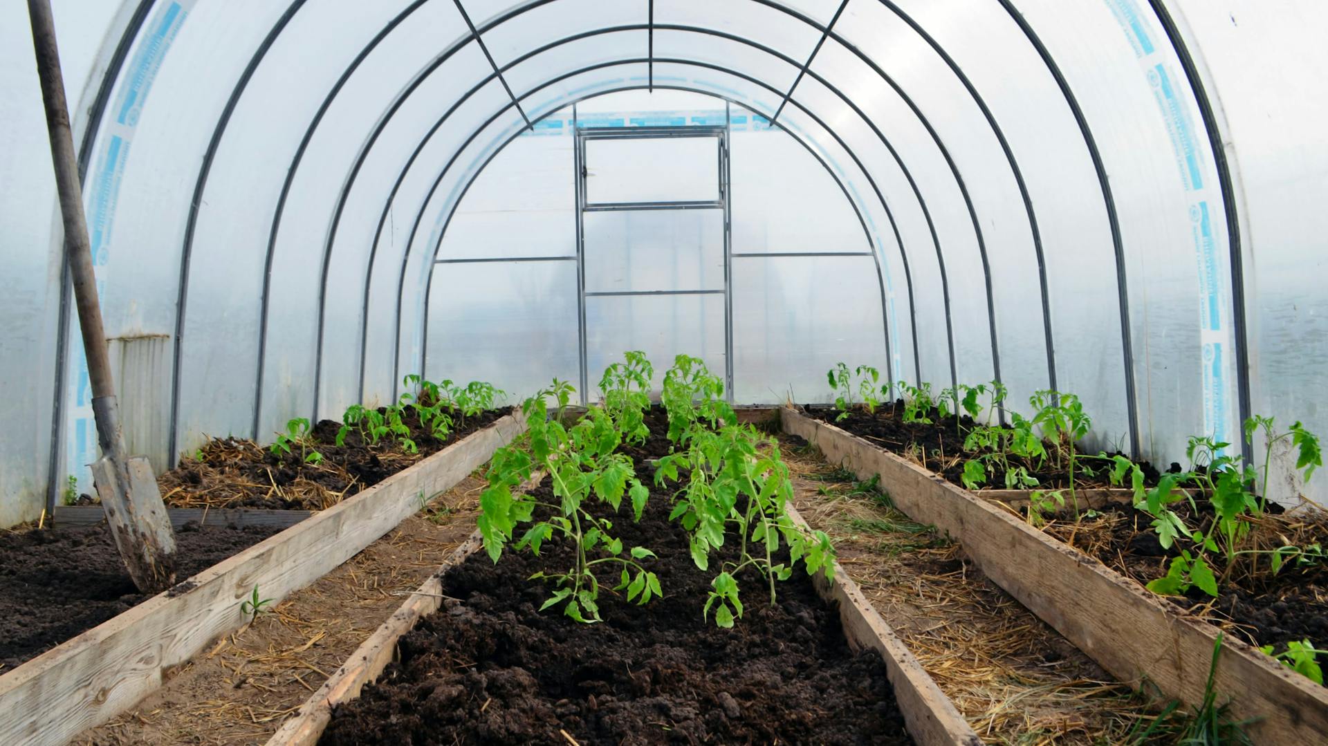 Innenansicht eines Gewächshauses