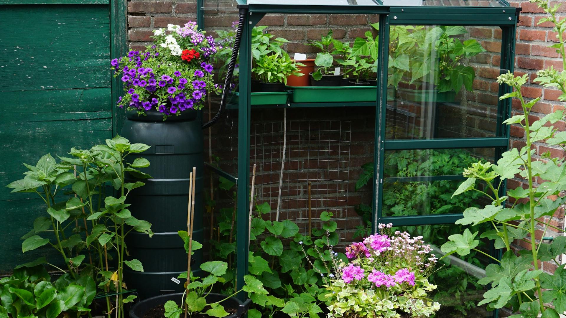 Kleines bepflanztes Gewächshaus an der Hauswand