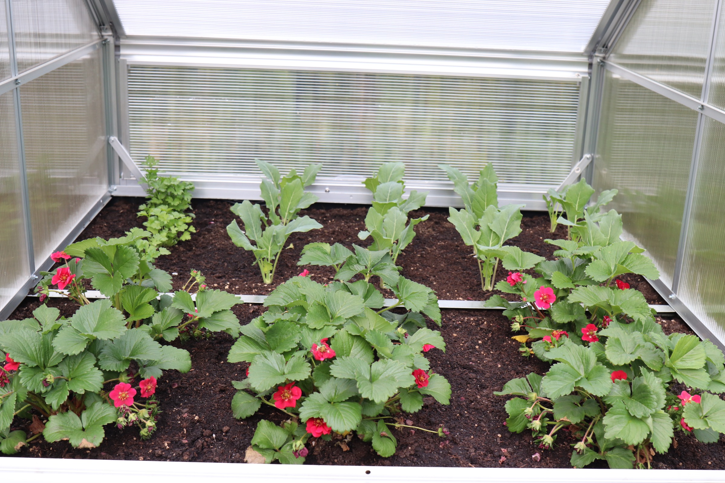 Kleines Gewächshaus selber bauen Anleitung OBI