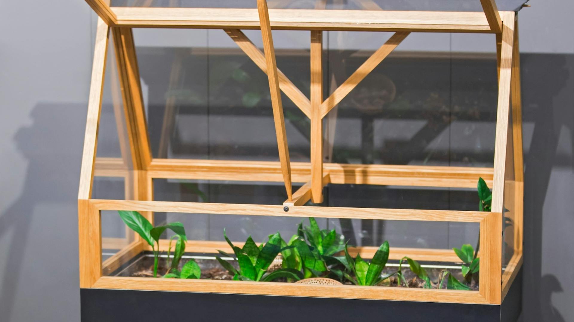 Hölzernes Mini-Gewächshaus mit geöffnetem Deckel.