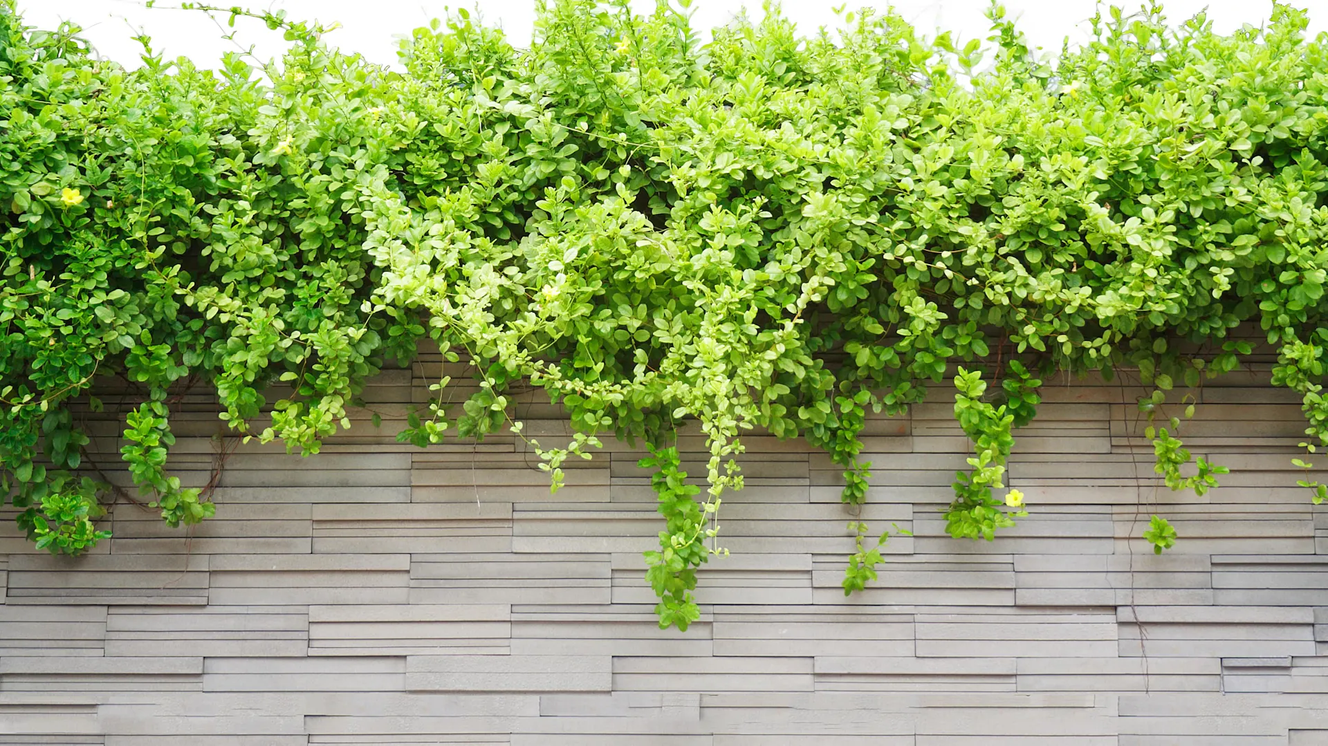 Bepflanzte Gartenmauer mit grauer Verkleidung