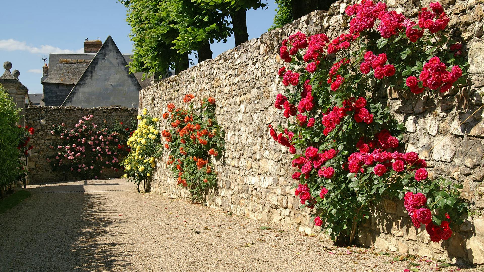 Gartenmauer mit hochwachsenden Rosen