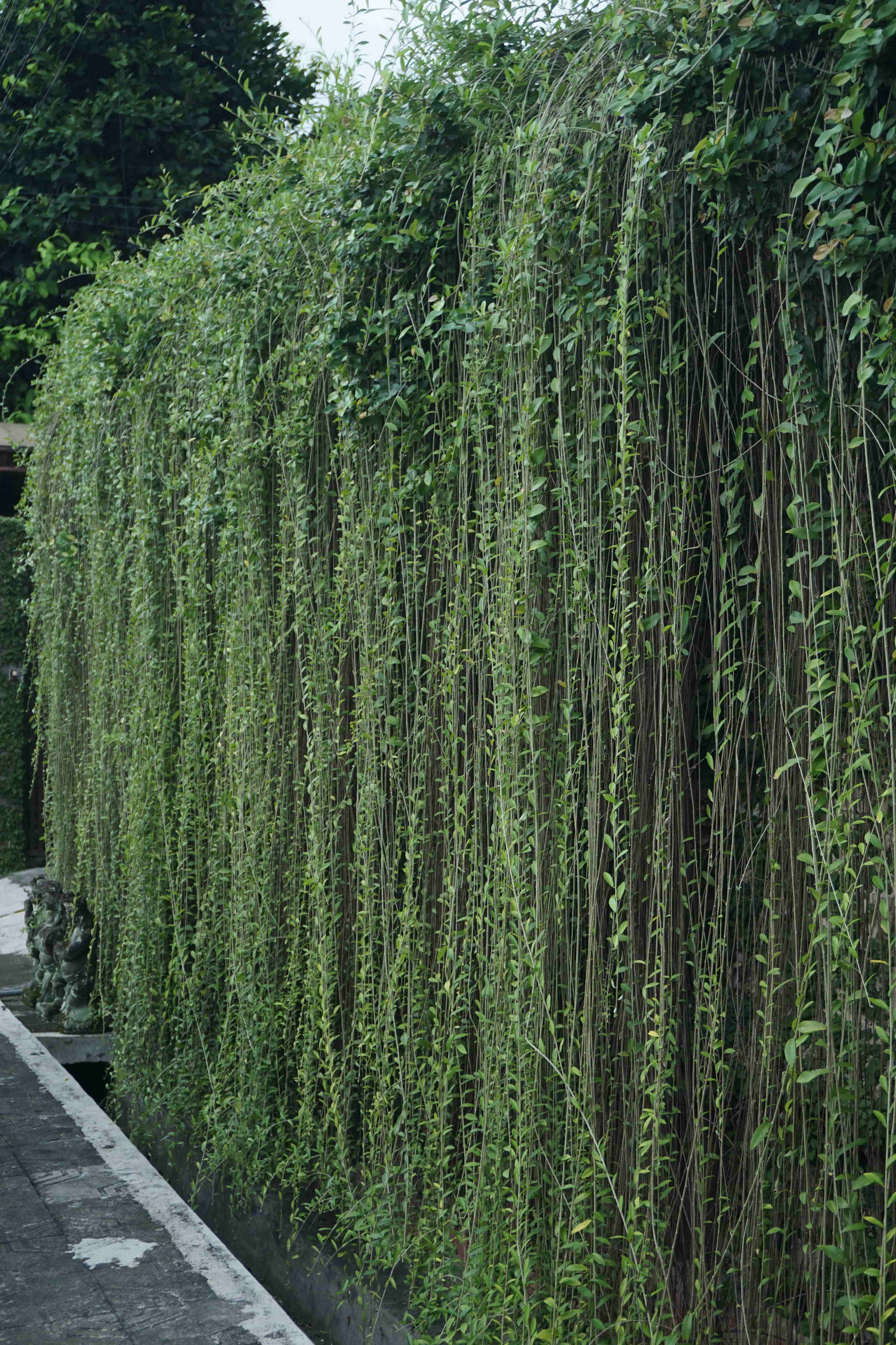 Gartenmauer verkleiden Inspiration und Ideen OBI