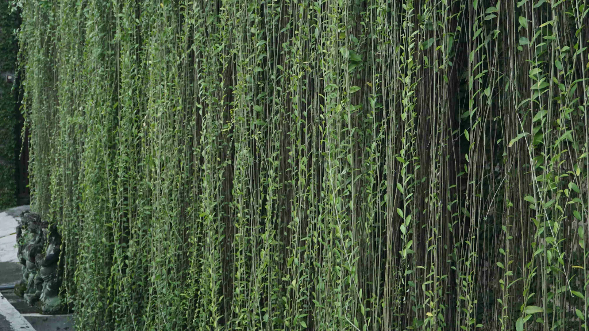 Mit Pflanzen bedeckte Gartenmauer
