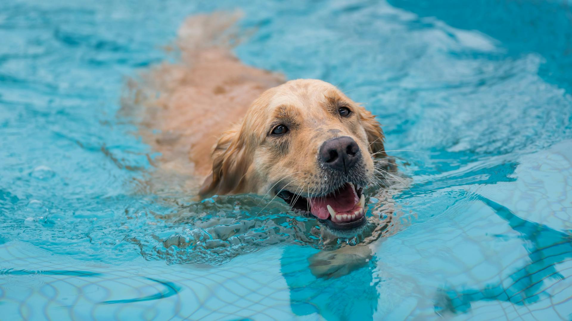 Golden-Retriever schwimmt in Hundepool