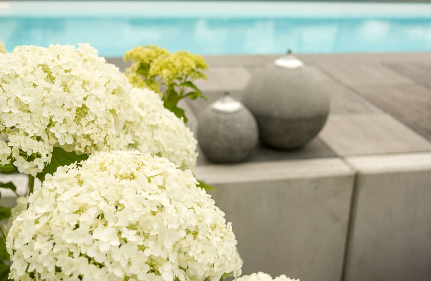 Primo piano di ortensie bianche vicino a una piscina.
