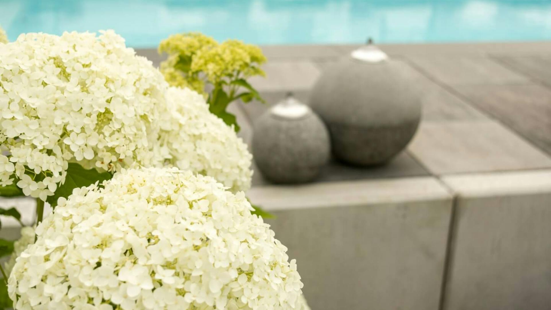 Primo piano di ortensie bianche vicino a una piscina.