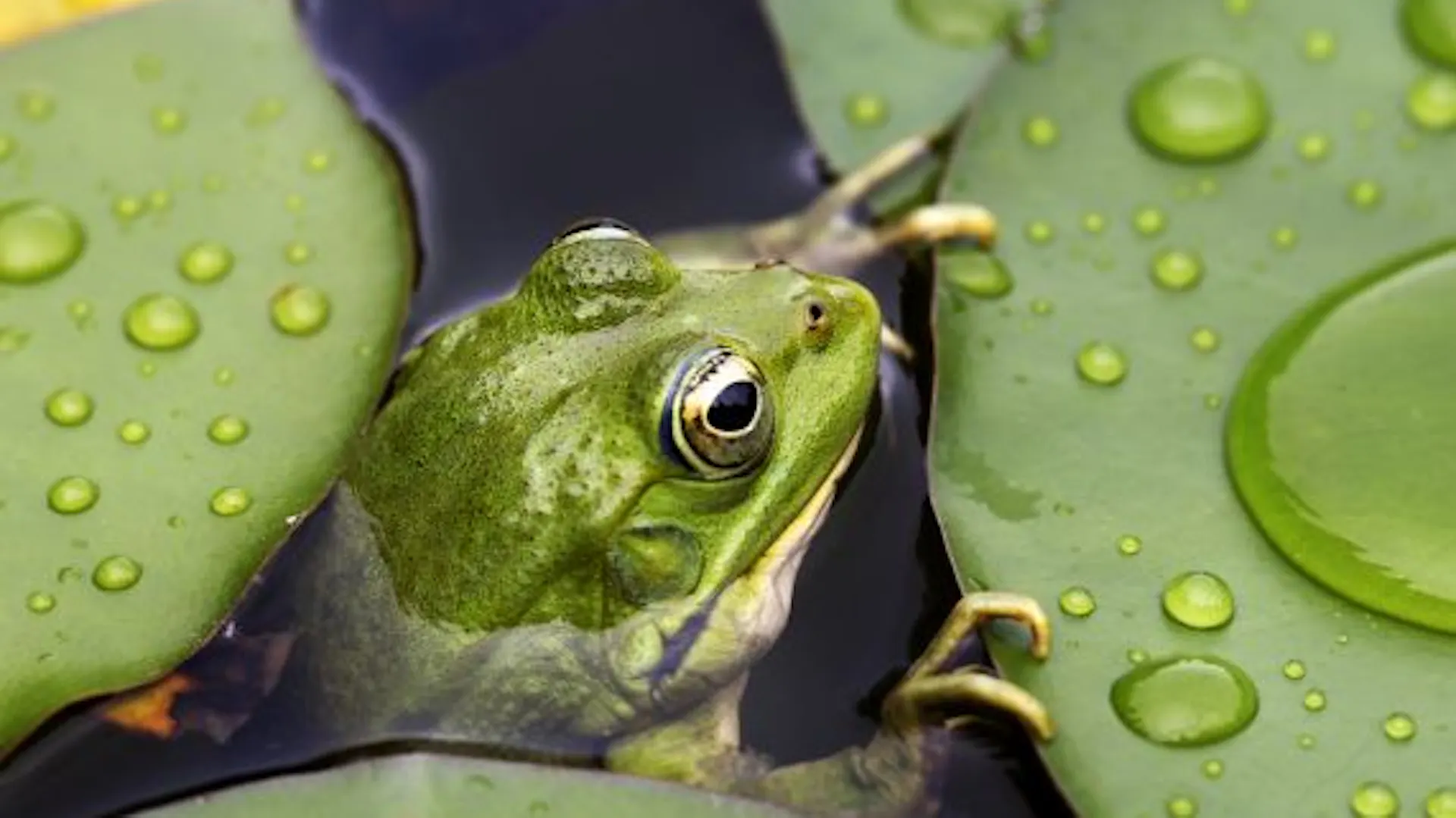Ein Frosch schaut zwischen Wasserpflanzen durch die Wasseroberfläche hervor.