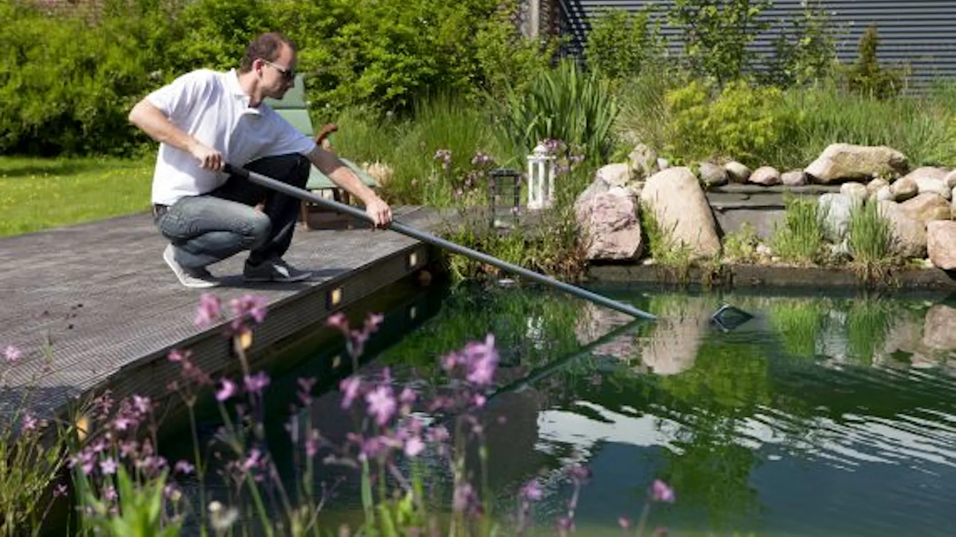Mann fischt mit Kescher Schmutz aus Schwimmteich.