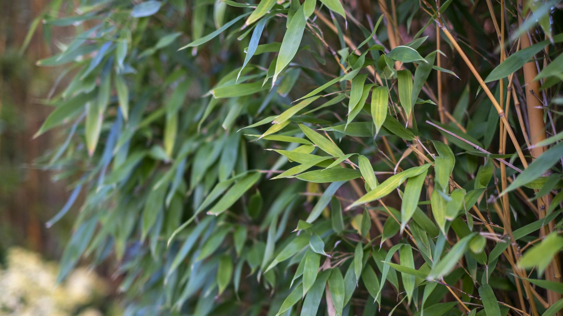 Siepe di bambù come fendivista a protezione della privacy