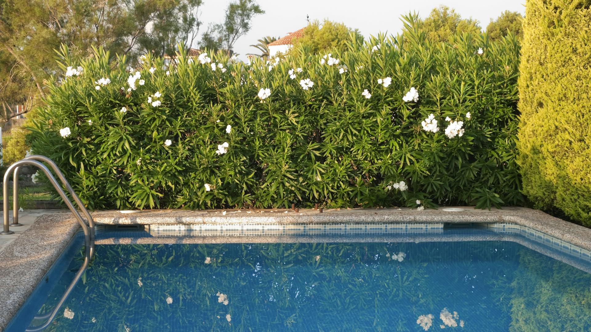 Siepe fiorita a bordo piscina