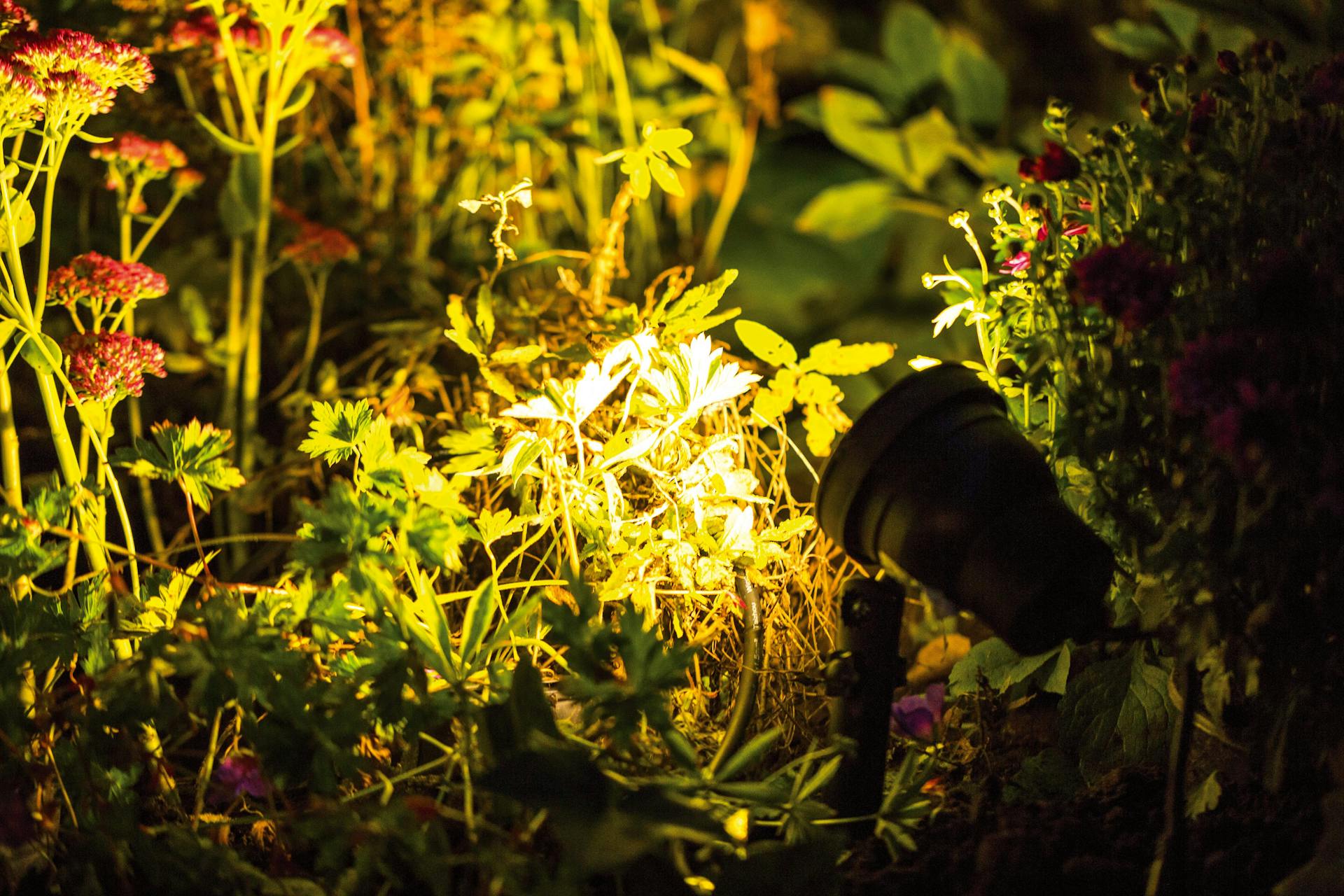 Un faretto da pavimento davanti alle piante illumina un giardino scuro
