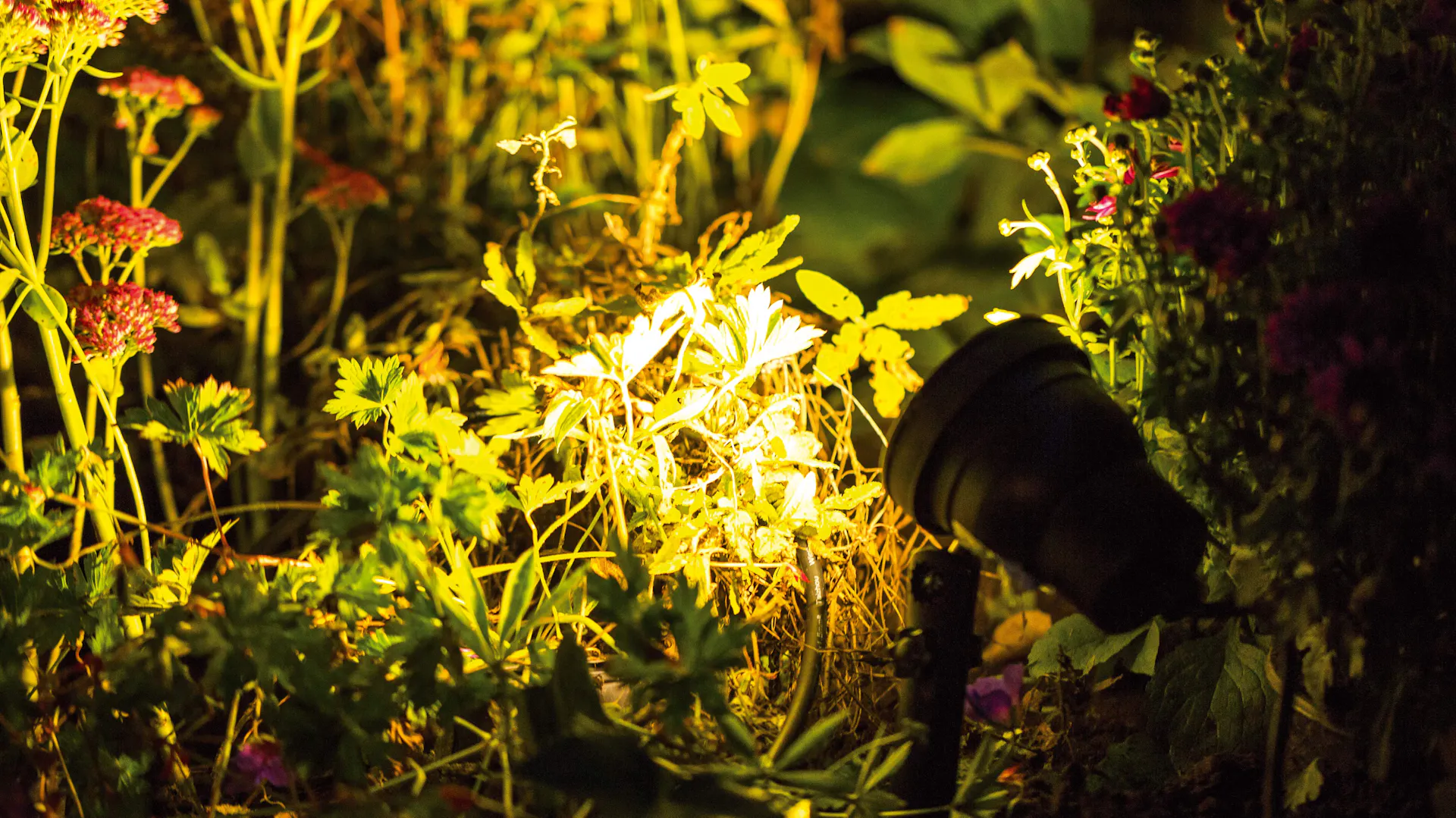 Kültéri fényszóró a növények előtt megvilágítja a sötét kertet