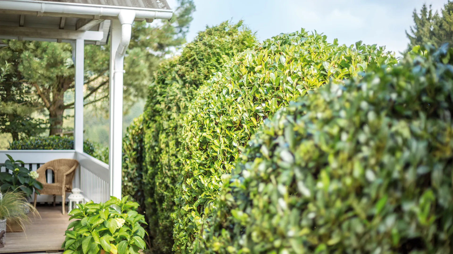 Une haie sur une terrasse avec une chaise et un bac à plantes en arrière-plan.