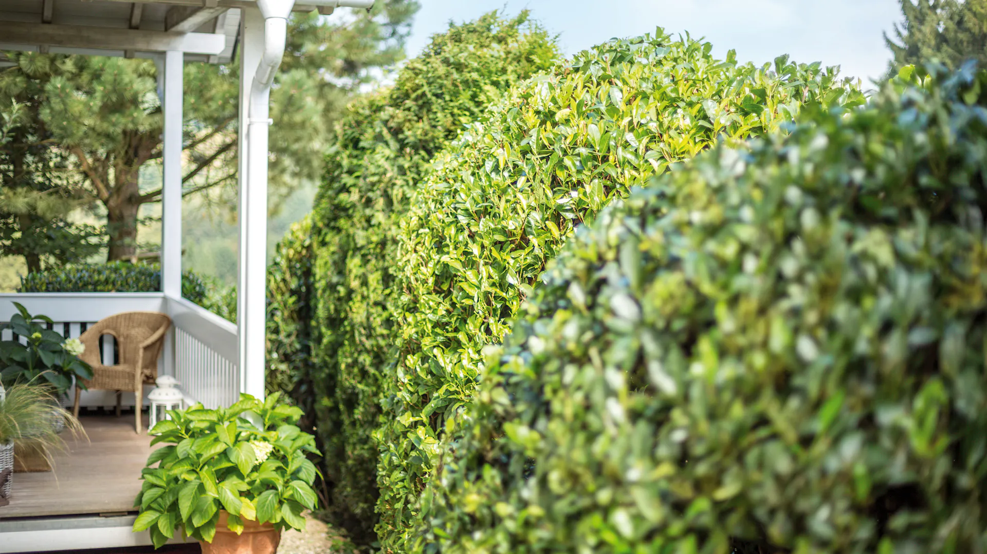 Živý plot jako ochrana před zvědavými pohledy.