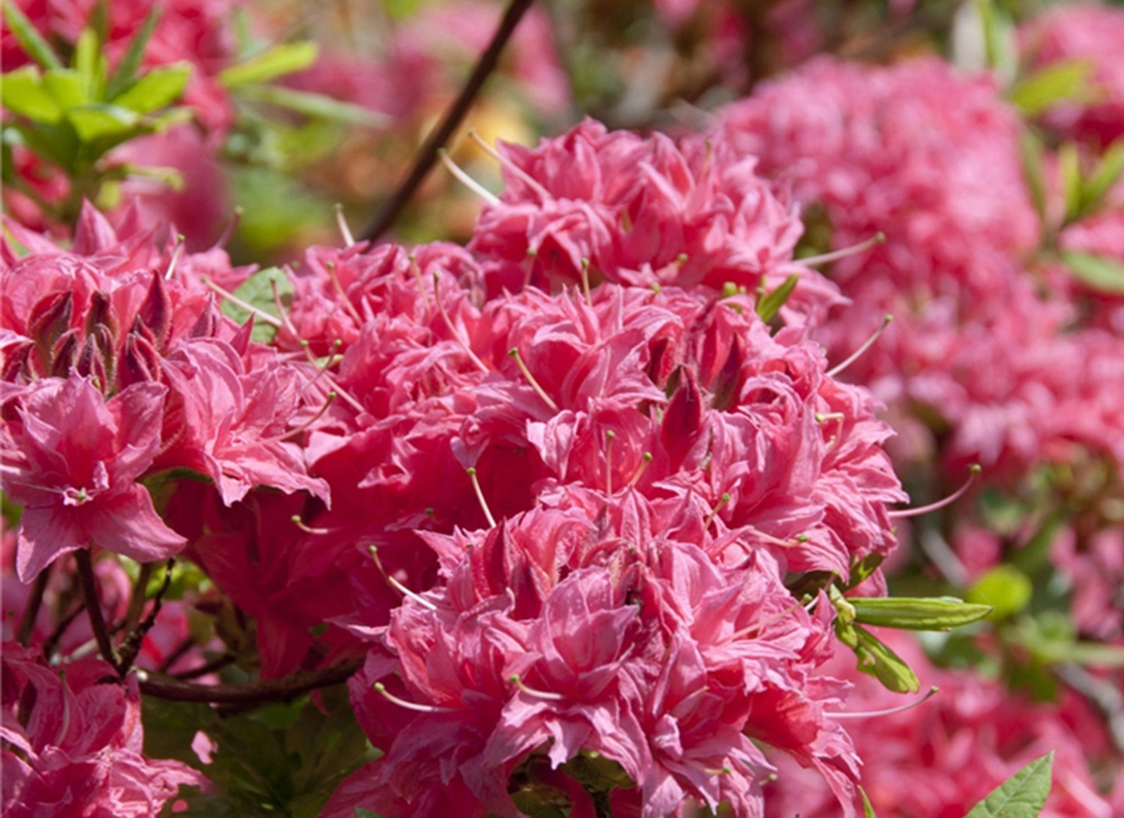 Foto der Blüten einer Azaleenhecke.