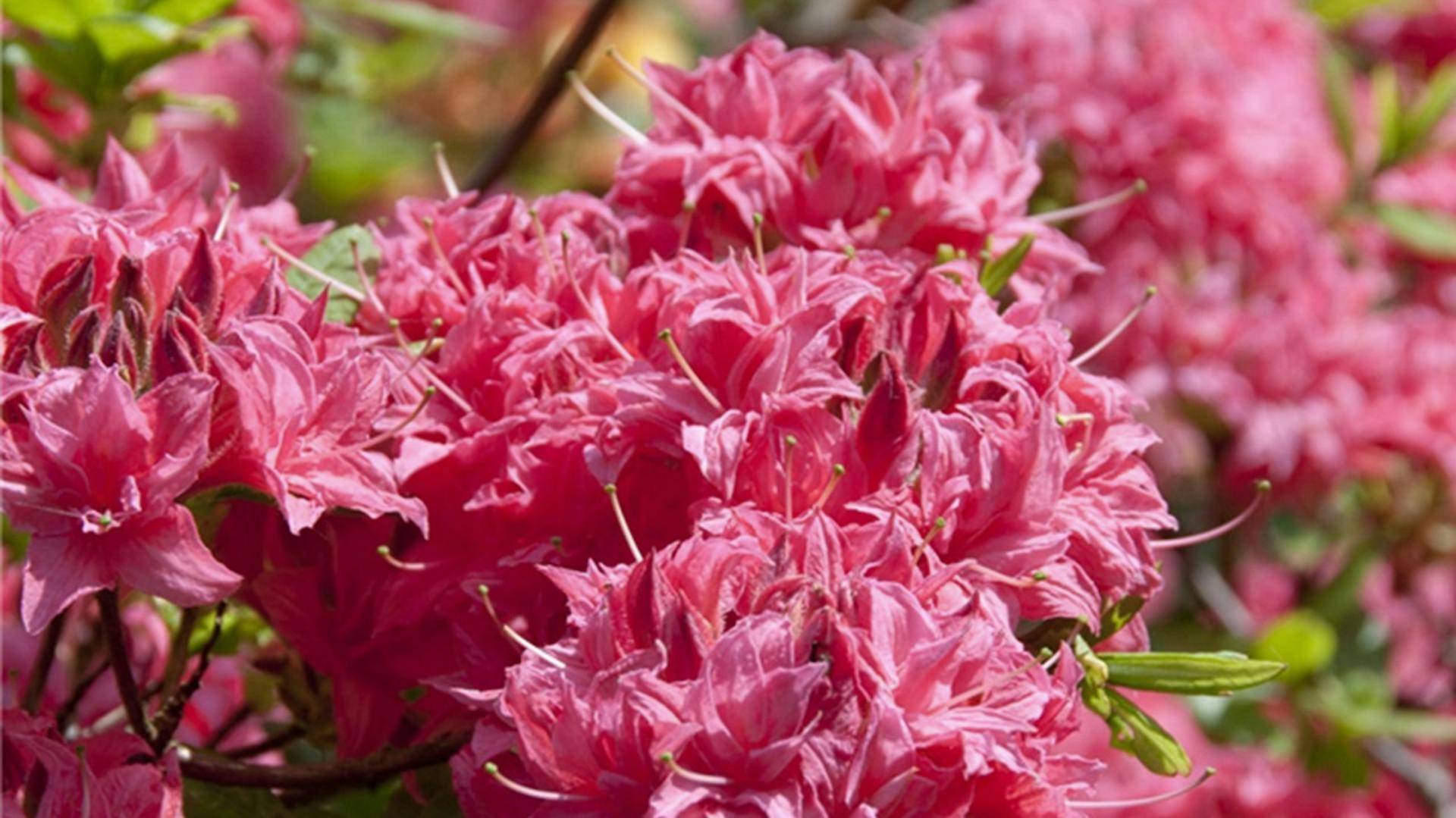 Foto der Blüten einer Azaleenhecke.