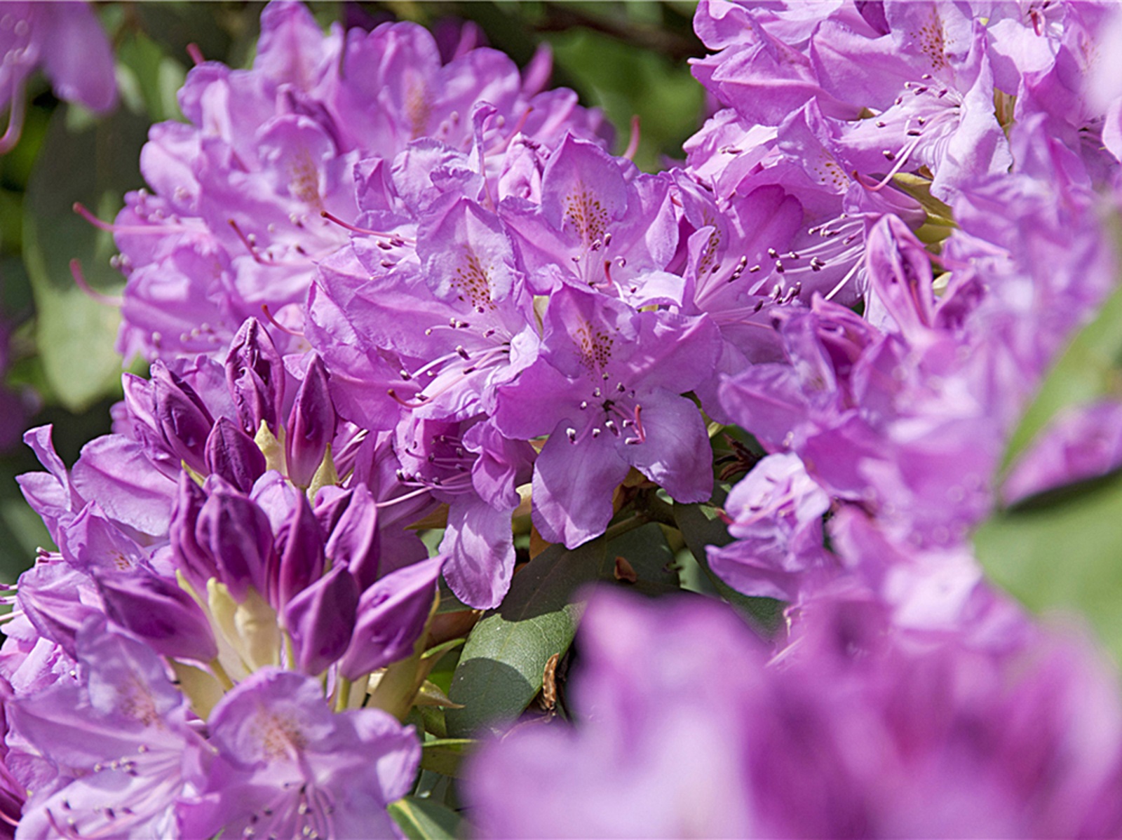 Heckenarten Ratgeber und Tipps zur Pflanzung OBI