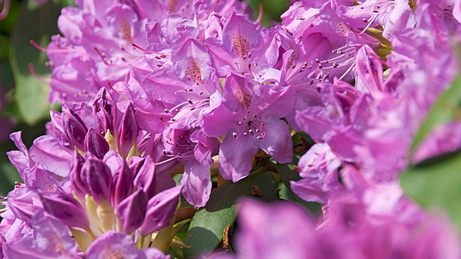 Foto der Blüten einer Rhododendronhecke.