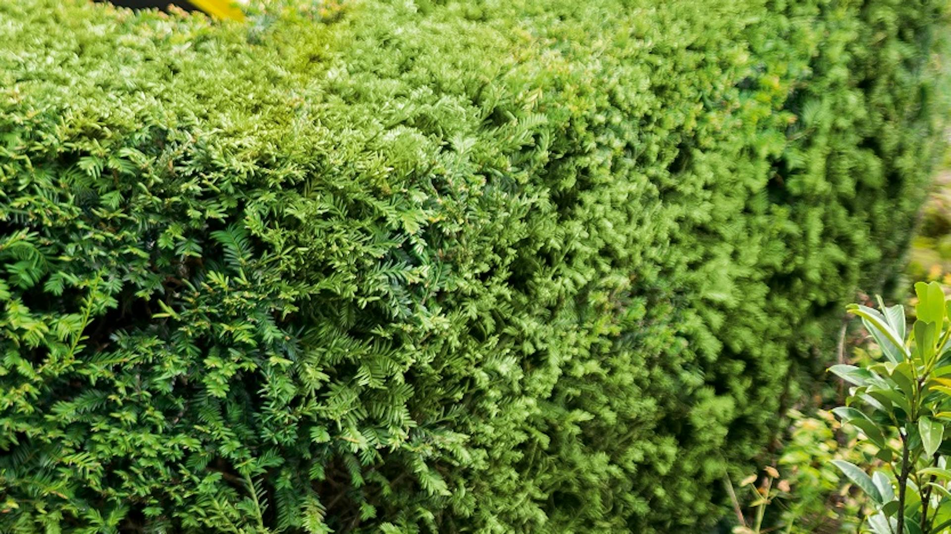 Foto einer Eibenhecke und einer Frau an Mülltonne.