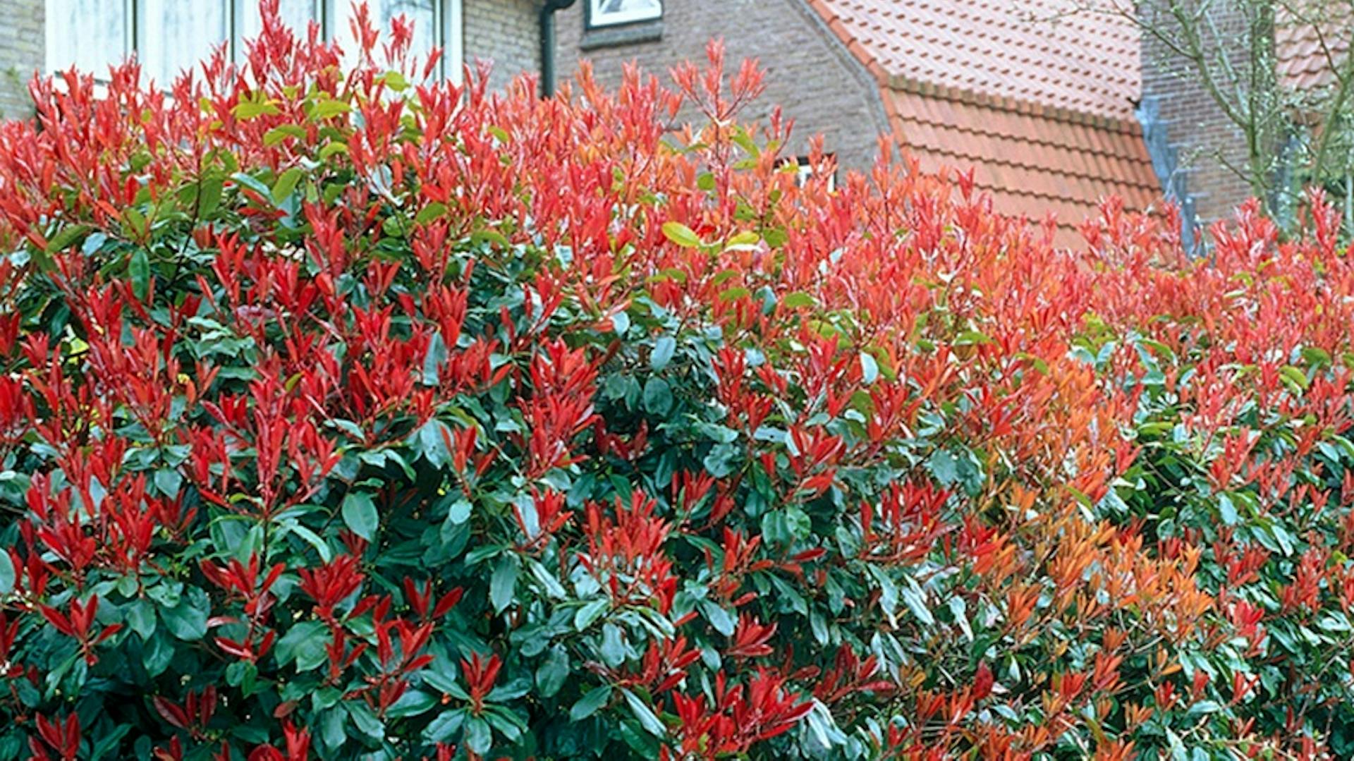 Types de haies – Conseils et astuces pour la plantation | OBI