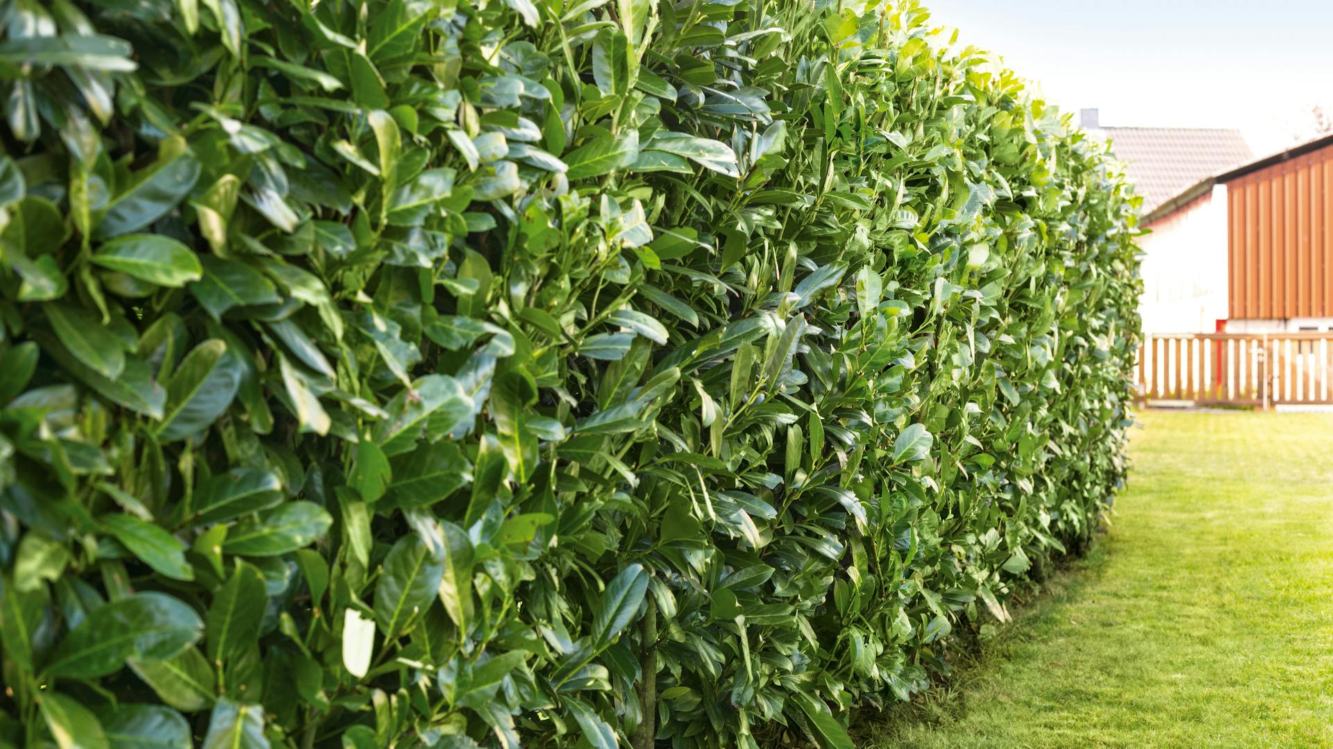 Foto einer Kirschlorbeerhecke im Garten mit Rasen und Haus im Hintergrund.